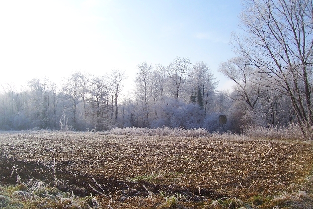 Bild 021.jpg - Winter im Naturschutzgebiet Taubergießen beim Europa-Park Rust